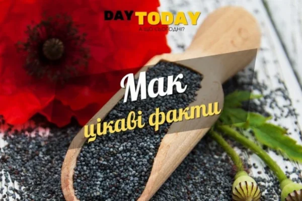 Цікаві факти про мак