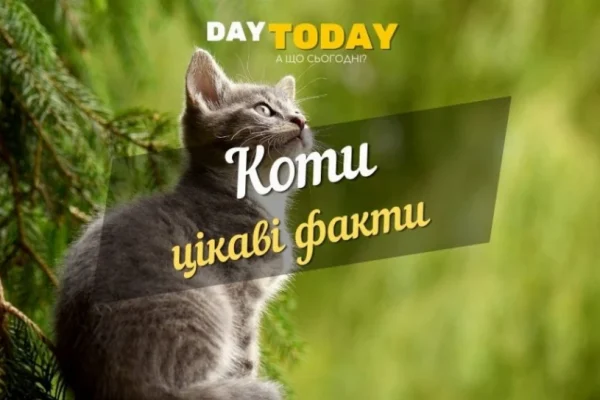 Цікаві факти про котів