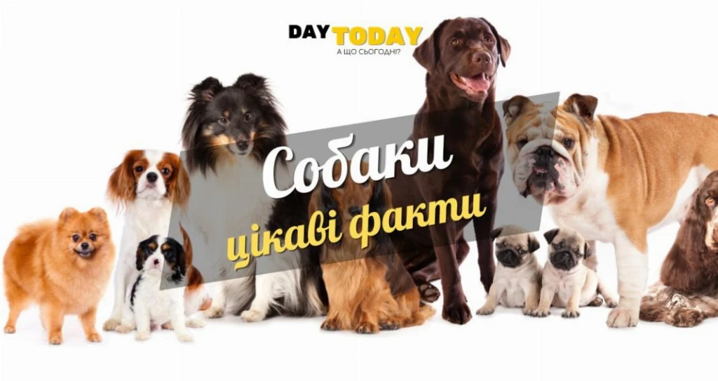 Цікаві факти про собак
