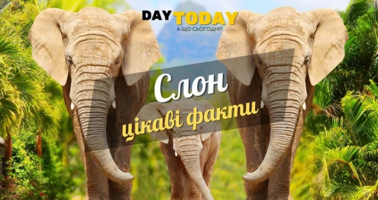 Цікаві факти про слонів
