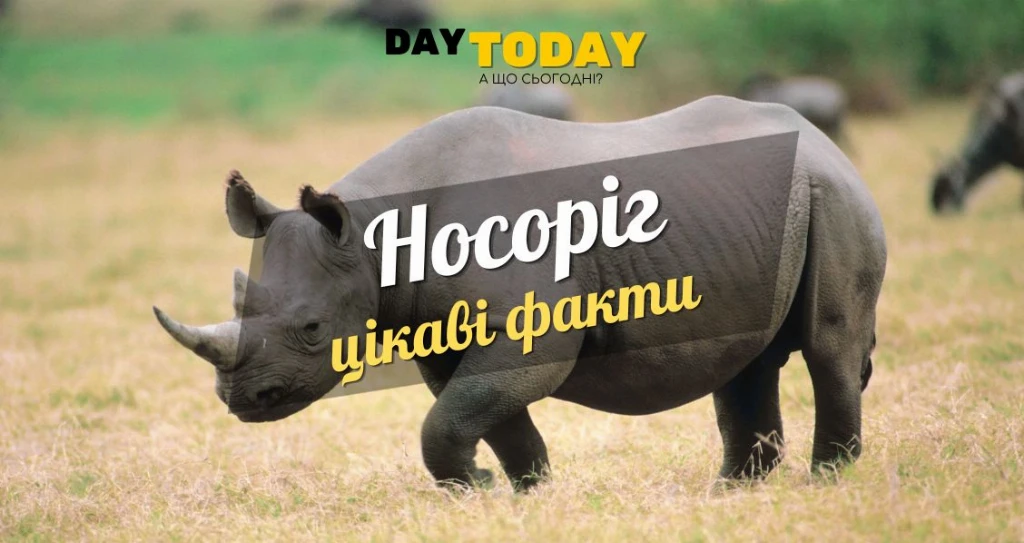 Цікаві факти про носорогів