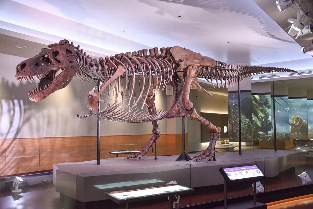 1280px FMNH SUE Trex 1280px FMNH SUE Trex