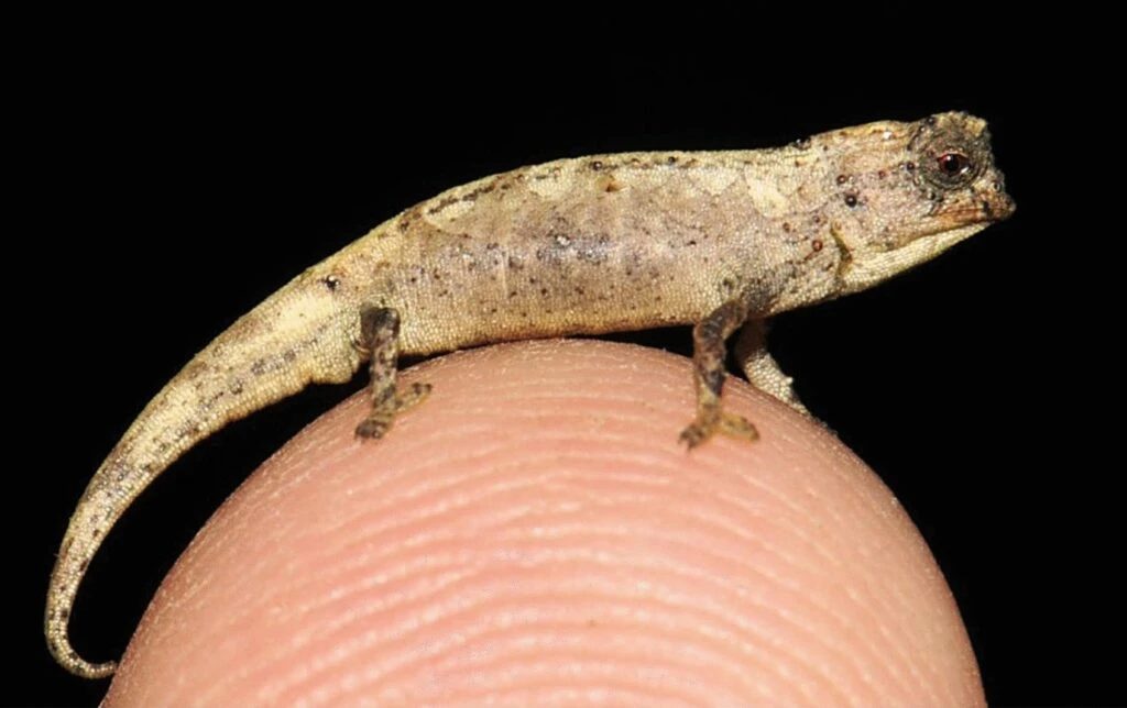 nano khameleon nano khameleon
