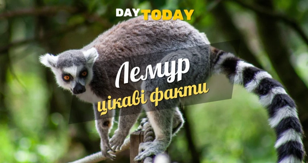 Цікаві факти про лемурів Цікаві факти про лемурів