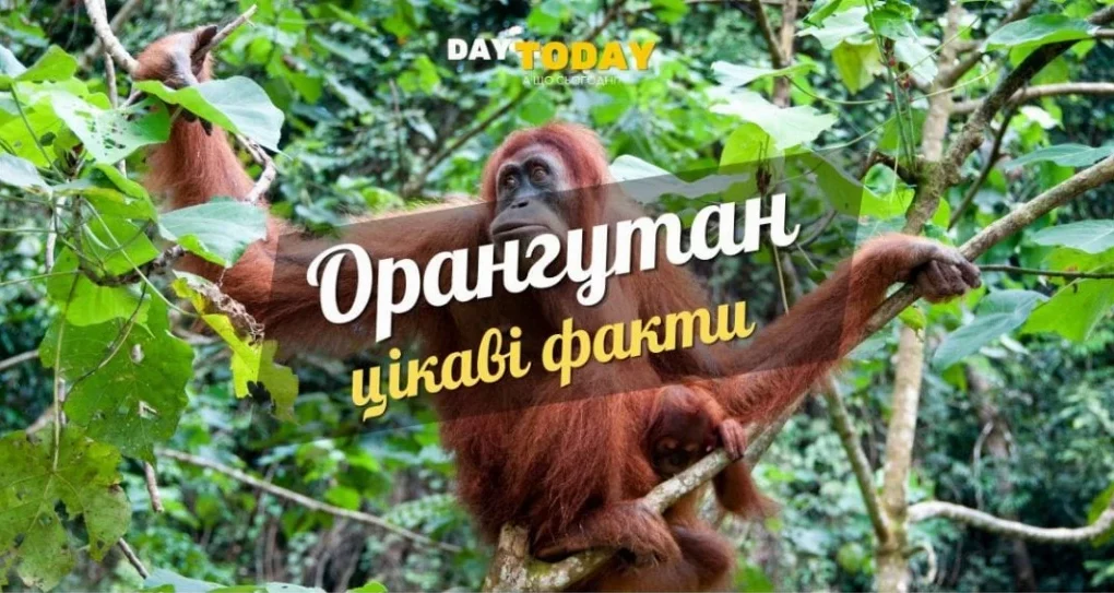 Цікаві факти про орангутанів