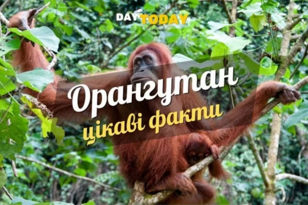 Цікаві факти про орангутанів