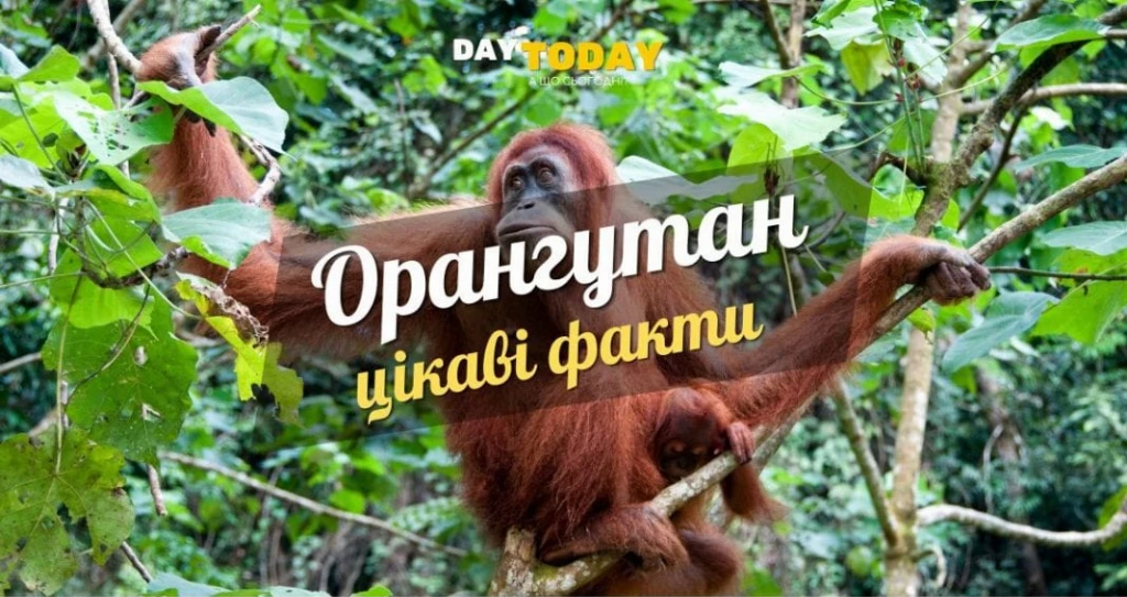 Цікаві факти про орангутанів