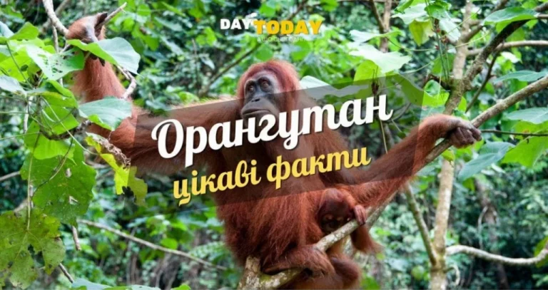Цікаві факти про орангутанів